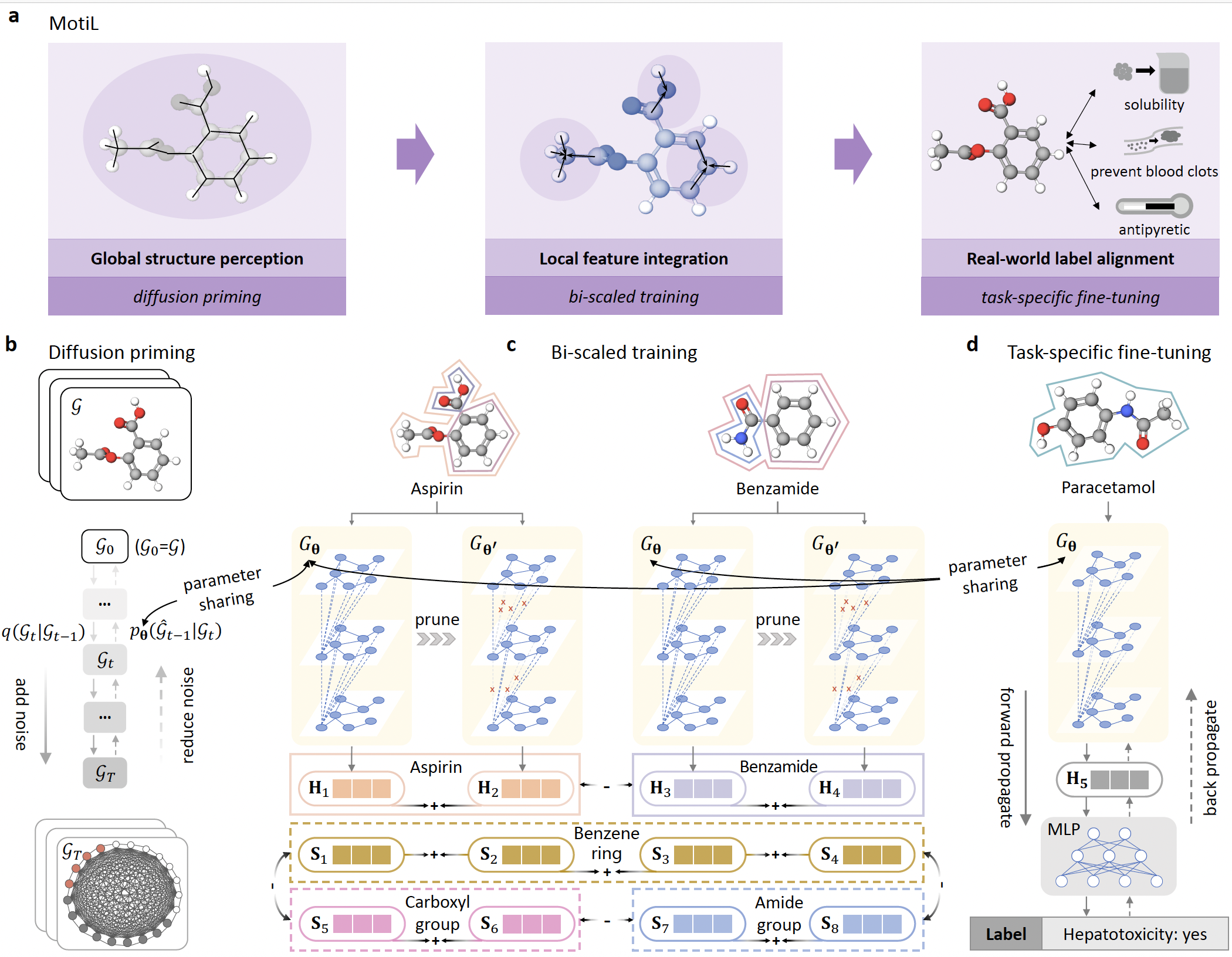 MotiL Model Architecture